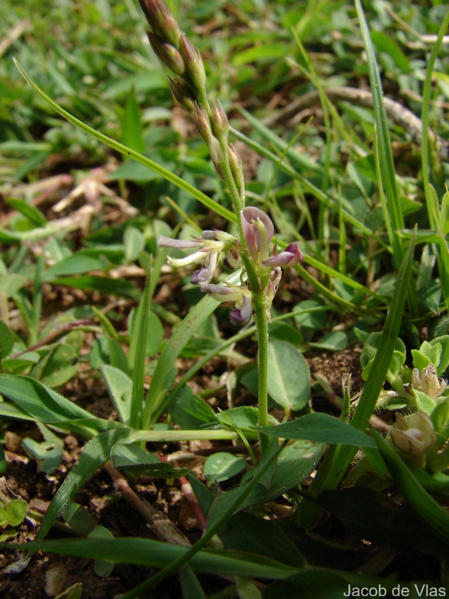 Alysicarpus vaginalis (L.) DC.